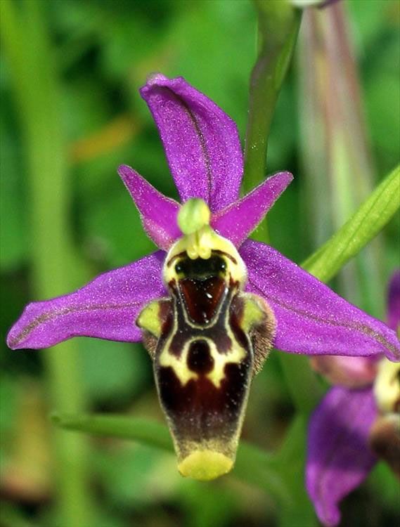 Ophrys homeri